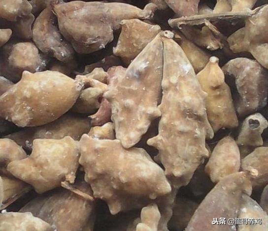 养鸡的十大妙招有哪些,养鸡的秘诀