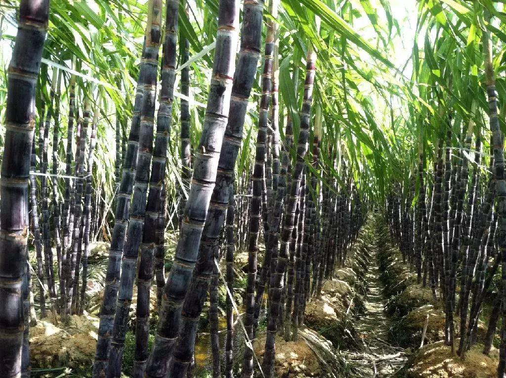 低温嘉实多机油表现,嘉实多机油的黑科技