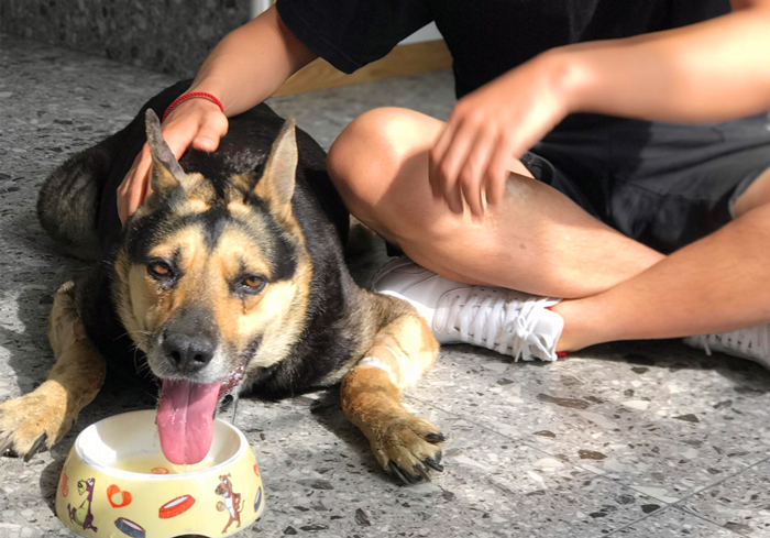 爱犬得了不治之症怎么办,小狗患有糖尿病是否可治愈