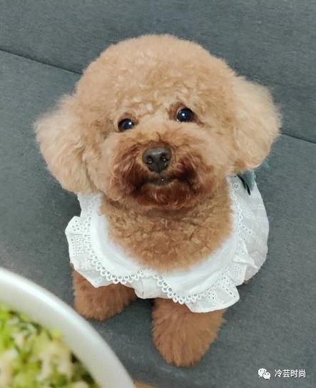 宠物新兴行业前景如何,宠物行业未来赚钱机会在哪