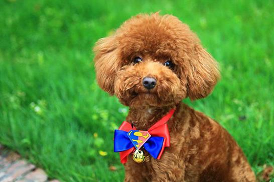 泰迪犬“生理期”怎么照顾?