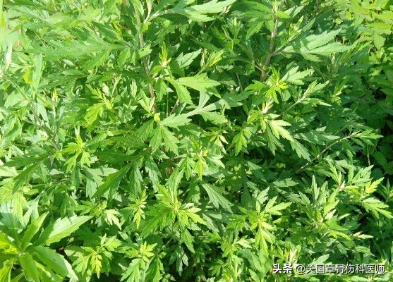 家有三年艾郎不用来什么意思,三年以上的艾叶有什么功效