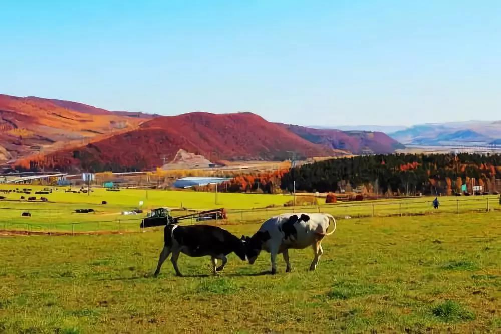 红星林海雪原鲜牛奶,红星林海雪原牛奶怎么样