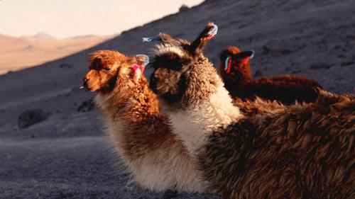 脱发真的很影响颜值么,脱发除了遗传还有什么原因