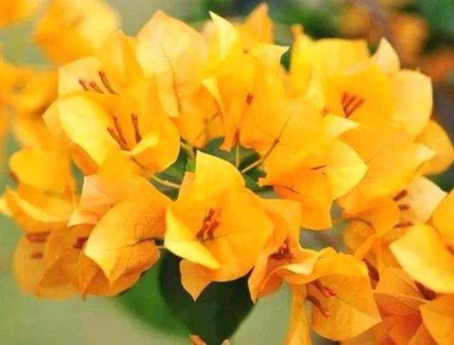 2021年大火的10个三角梅品种，图名并茂欢迎认领，看有无你喜欢的