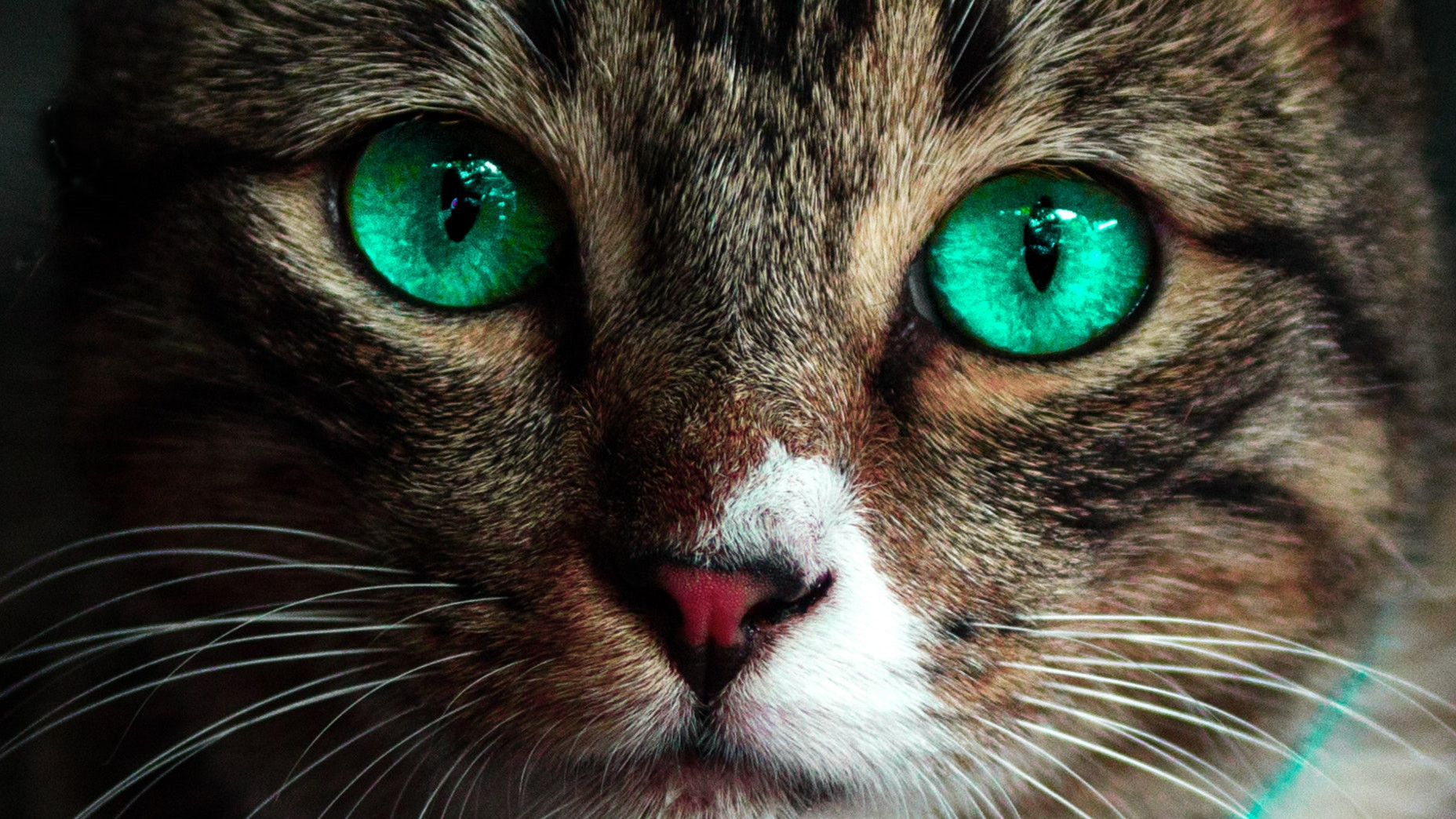 猫咪眼部的各种疾病,猫咪眼部感染该怎么处理呢