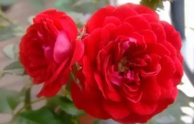 100种玫瑰的名字和图片,100种玫瑰品种科普你都认识吗