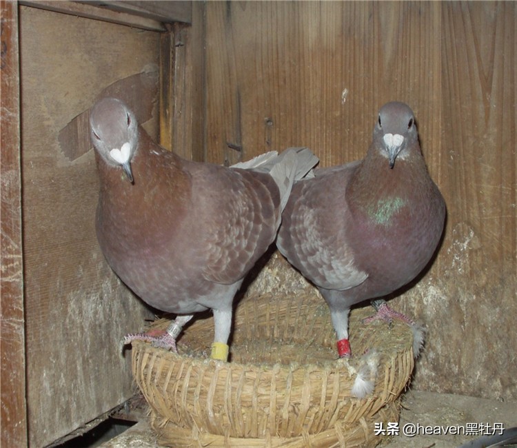 夏天鸽舍蚊虫怎么解决,夏季室内消灭蚊蝇最好的方法