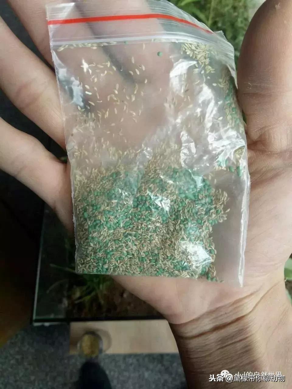 丛林造景黄缘龟池设计图大全,龟宝宝黄缘龟生态缸造景教程