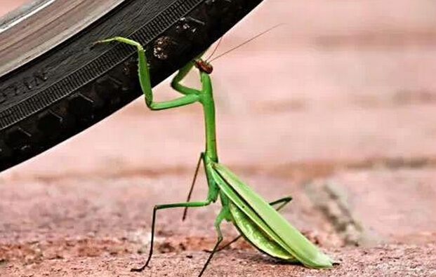 犯太岁的人怎么化解,犯太岁的人怎么解