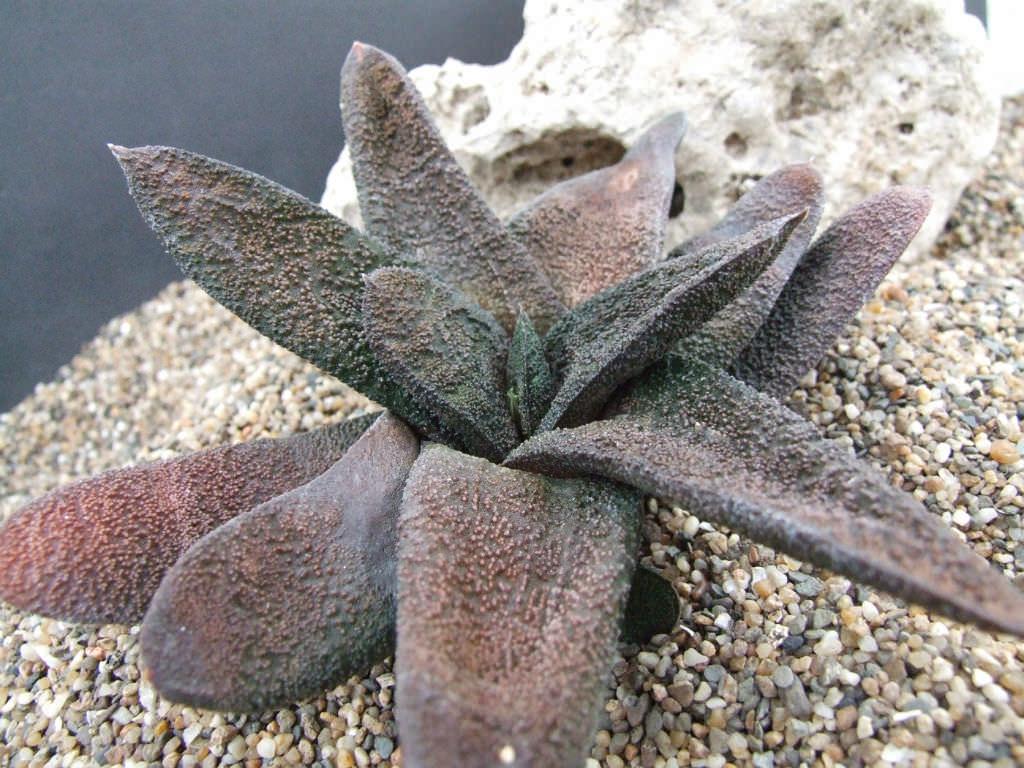 室内耐阴多肉植物推荐,多肉植物耐阴吗