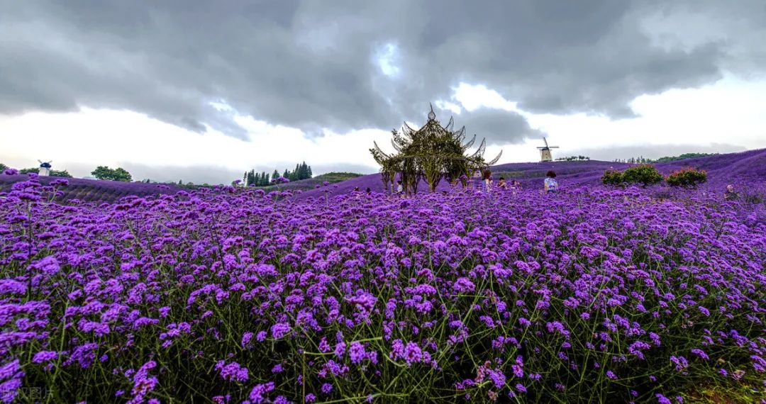 花海中如何拍照,花海里怎么拍照最好看