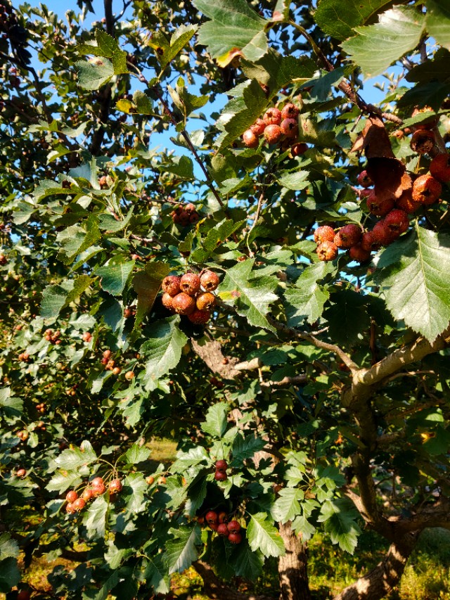 大连安波鸿缘温泉山庄,大连安波温泉民宿