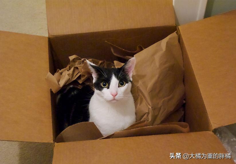 猫咪最近喜欢咬塑料袋是什么原因,猫咪为什么会咬装猫粮的袋子