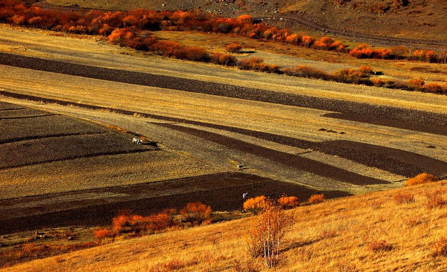 阳光下的田野美景,阳光下的自然风光