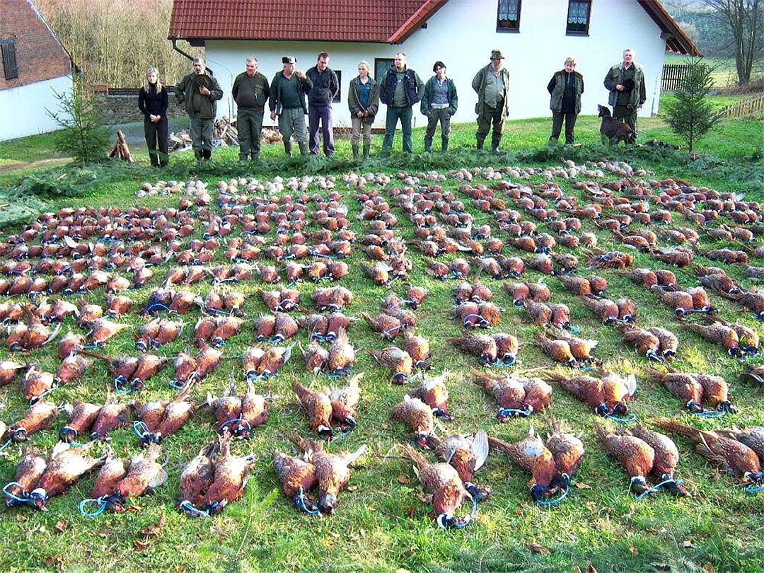 英国野鸡泛滥成灾吗,英国6000万只野鸡泛滥