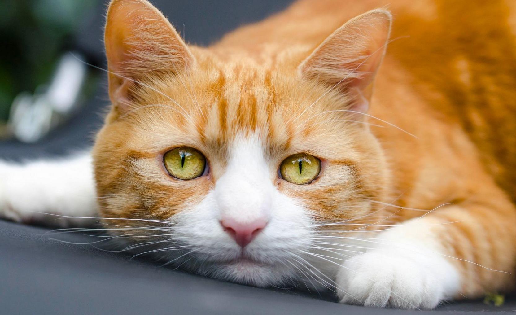 喵星人的奇怪行为有哪些,你家的猫该有的素质