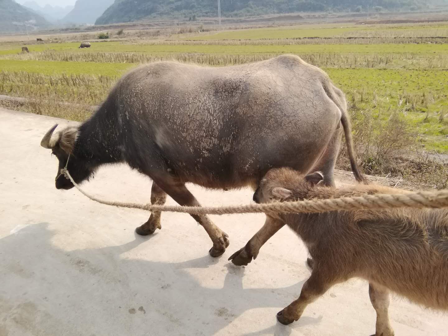 英皇钢琴基础知识,英皇钢琴都学什么
