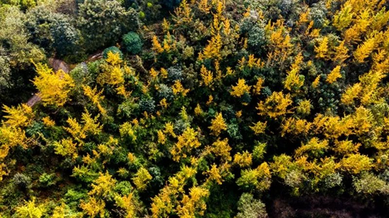 黄色警报响,黄色警报响起