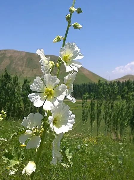 成都能种的花,成都庭院种什么花