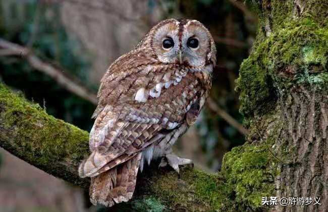 常见但是说不出名字的动物,六种不常见的鸟