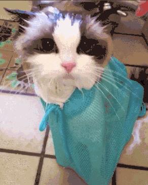 柯基屁股蓄水能力这么强，给狗狗洗澡该注意什么？