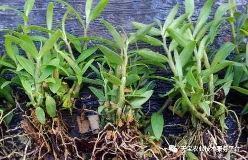 铁皮石斛6月份扦插行吗,铁皮石斛扦插方法