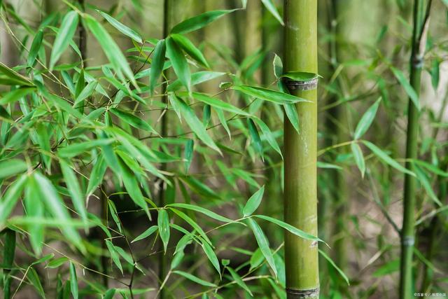 关于熊猫的诗句有哪些,关于熊猫和竹子的古诗有哪些