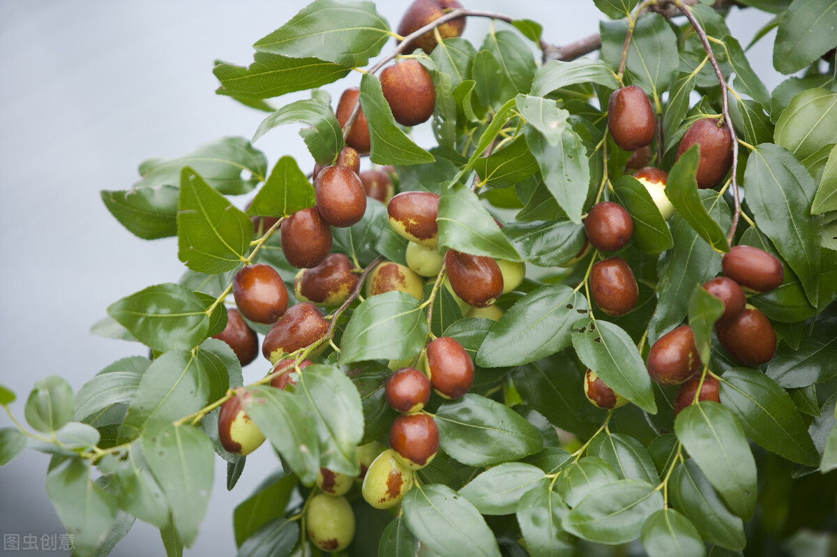 清代赘婿“回婆家”,为何要被媳妇儿全家暴揍