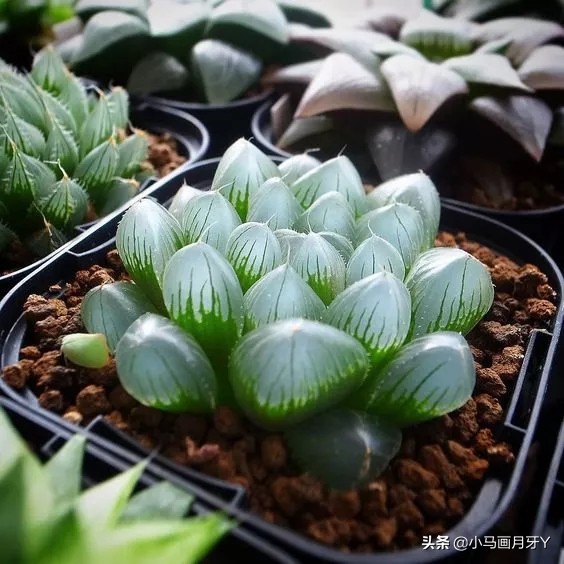 动物成语大集锦，和孩子们来场动物成语飞花令