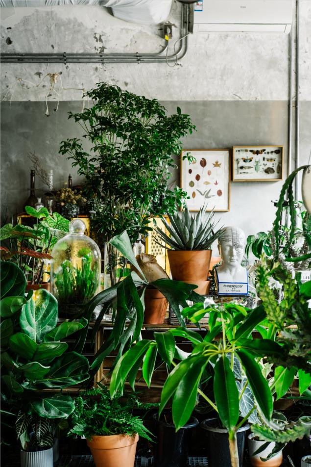 老实说，哥哥们爱起花草来，更疯狂