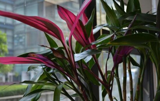家养富贵竹用什么肥,家养富贵竹开花好吗