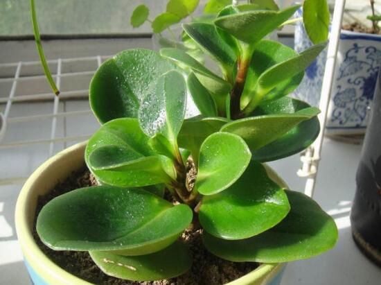 紫边碧玉和碧玉哪个好养,碧玉的养殖方法和注意事项