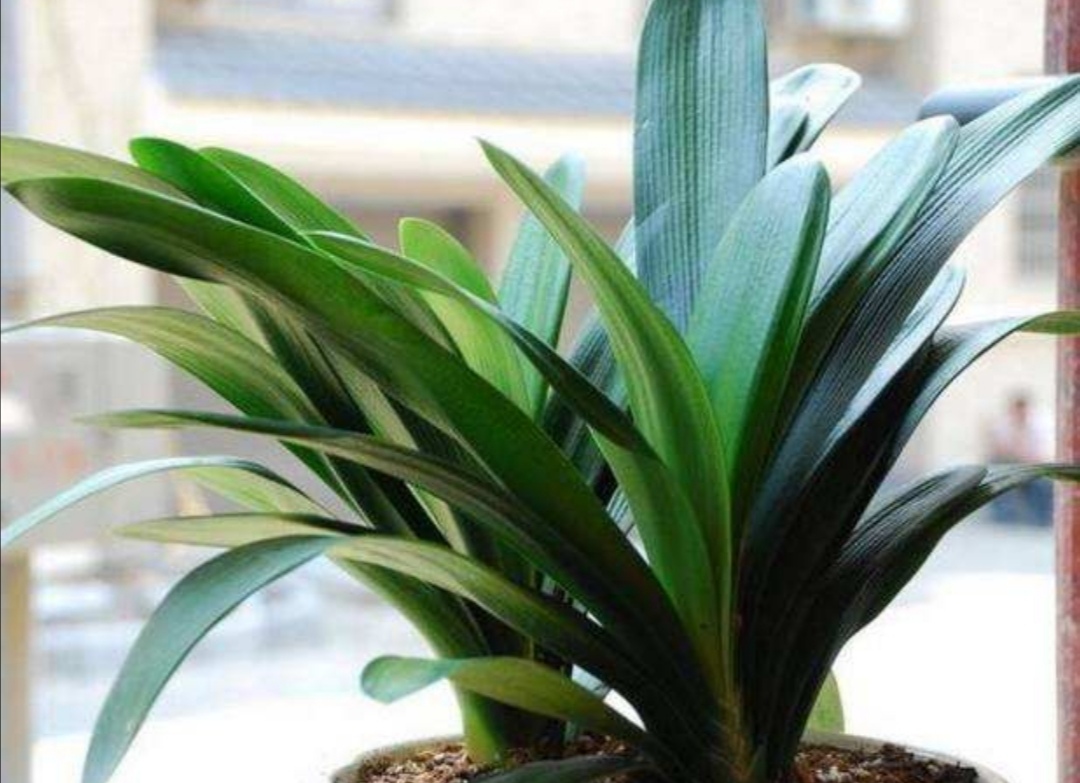 刚买的君子兰怎样换盆,刚买的君子兰可以换盆吗