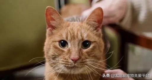 养猫人怎样预防得猫病,养猫的人得了五种猫病