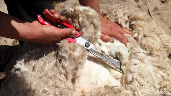 剪羊毛需要技巧吗图解,羊毛怎么剪才好