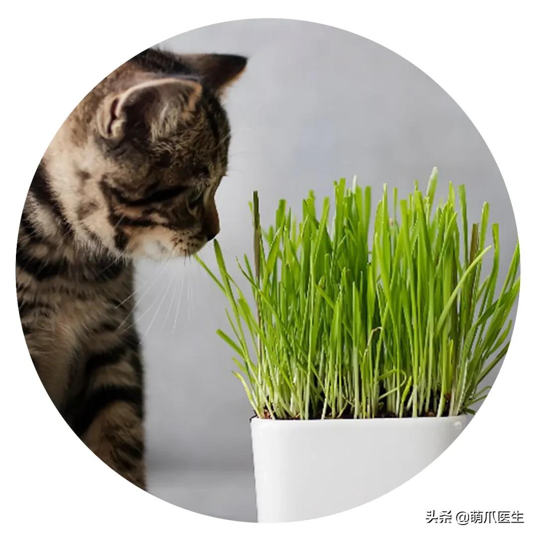 养猫能养啥花草,养了猫还可以养兔子吗