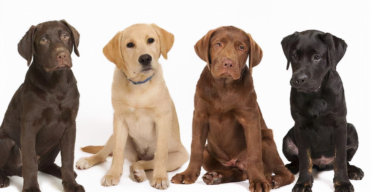 养拉布拉多的禁忌,养拉布拉多不遛会怎么样