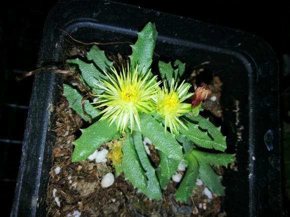 100种常见多肉植物图鉴收藏,1000种多肉植物图鉴及名字