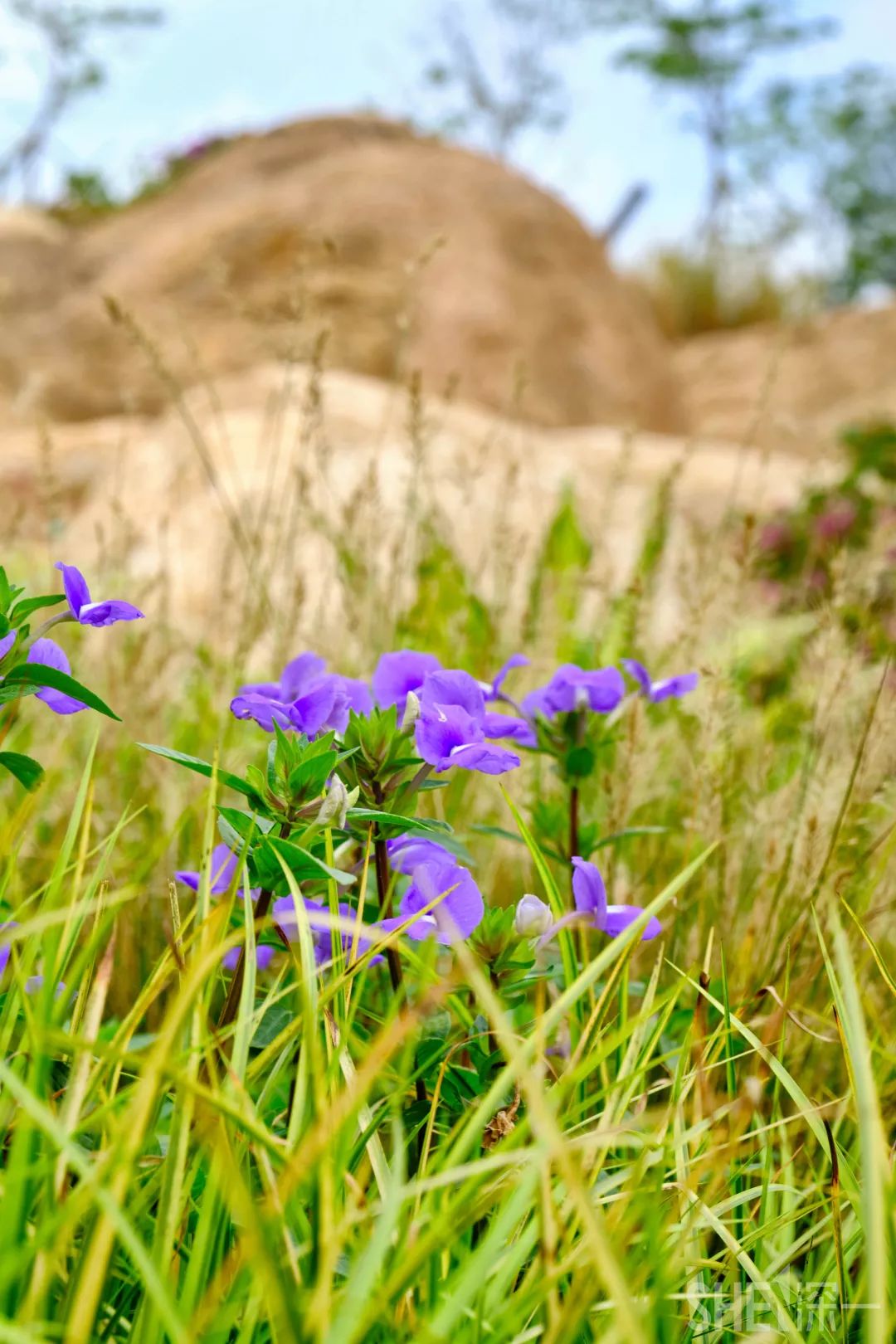 深圳5号地铁线附近的公园,地铁直达的深圳商圈