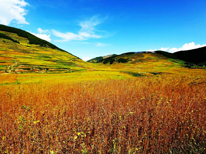 苦荞茶糖尿病患者喝好吗,苦荞怎么做适合糖尿病吃