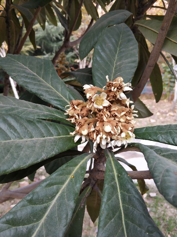 美丽的沙河,沙河一中怎么样