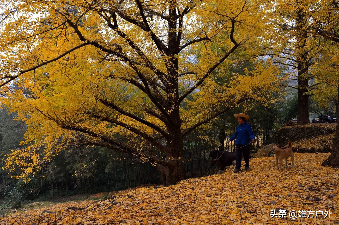 漓江兴坪古镇美景,兴坪古镇漓江游