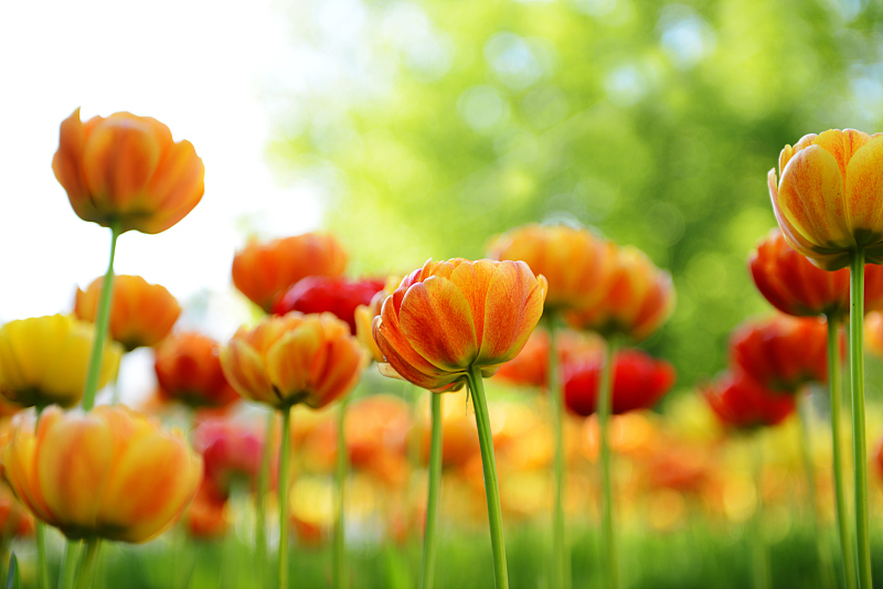 查询行情走势,查询市场行情用什么软件