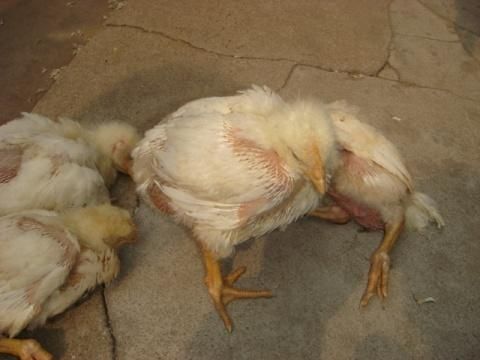 肉鸡养殖各个阶段用药流程,肉鸡养殖防治