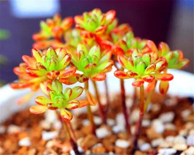 易群生的多肉,多肉小巧易群生