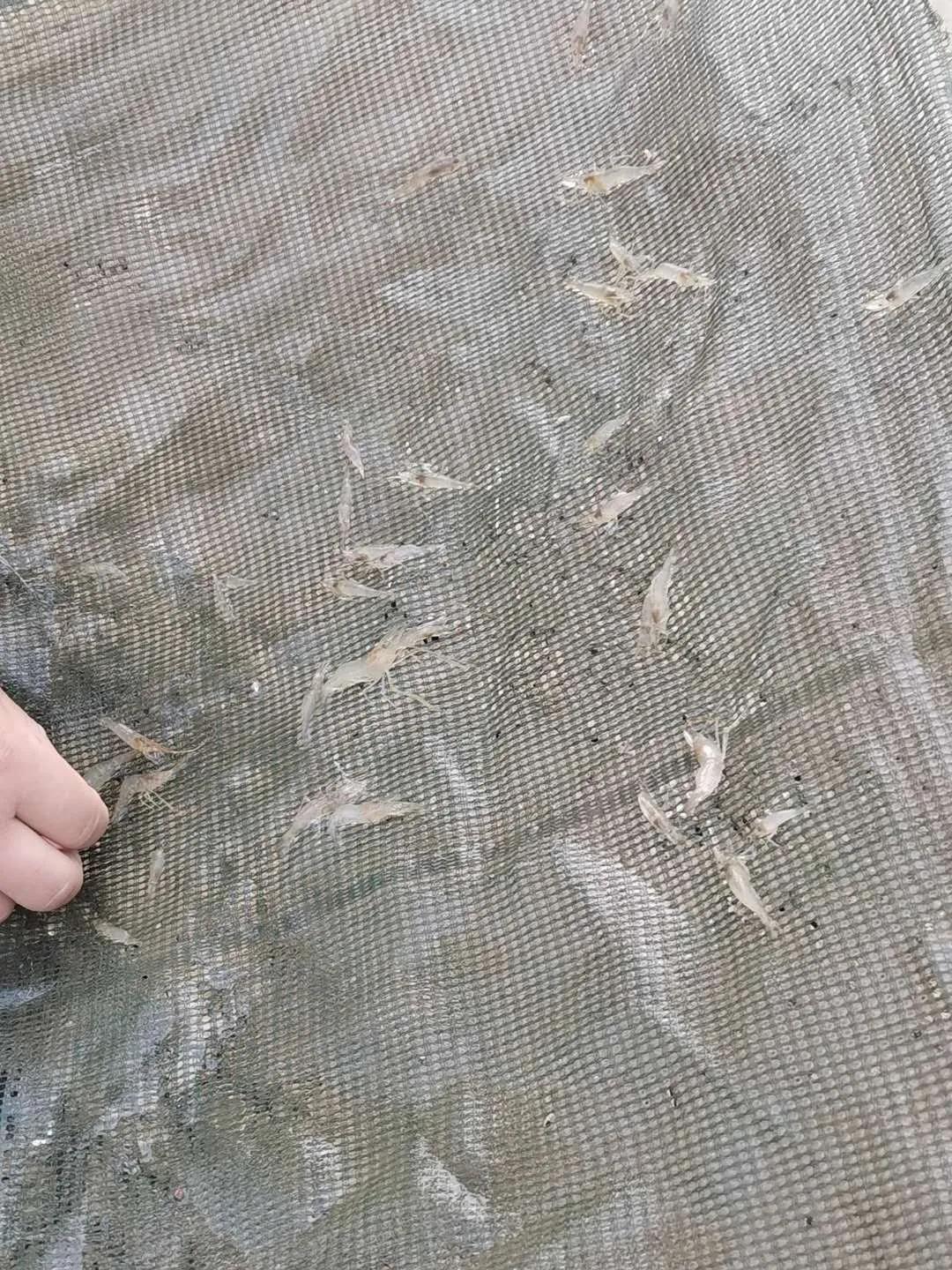 青虾养殖简介,青虾养殖成本及利润