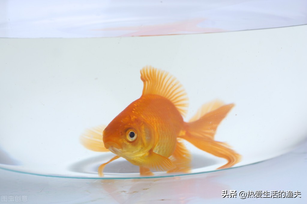 金鱼不怎么动了怎么治疗,金鱼突然不吃食了是什么原因