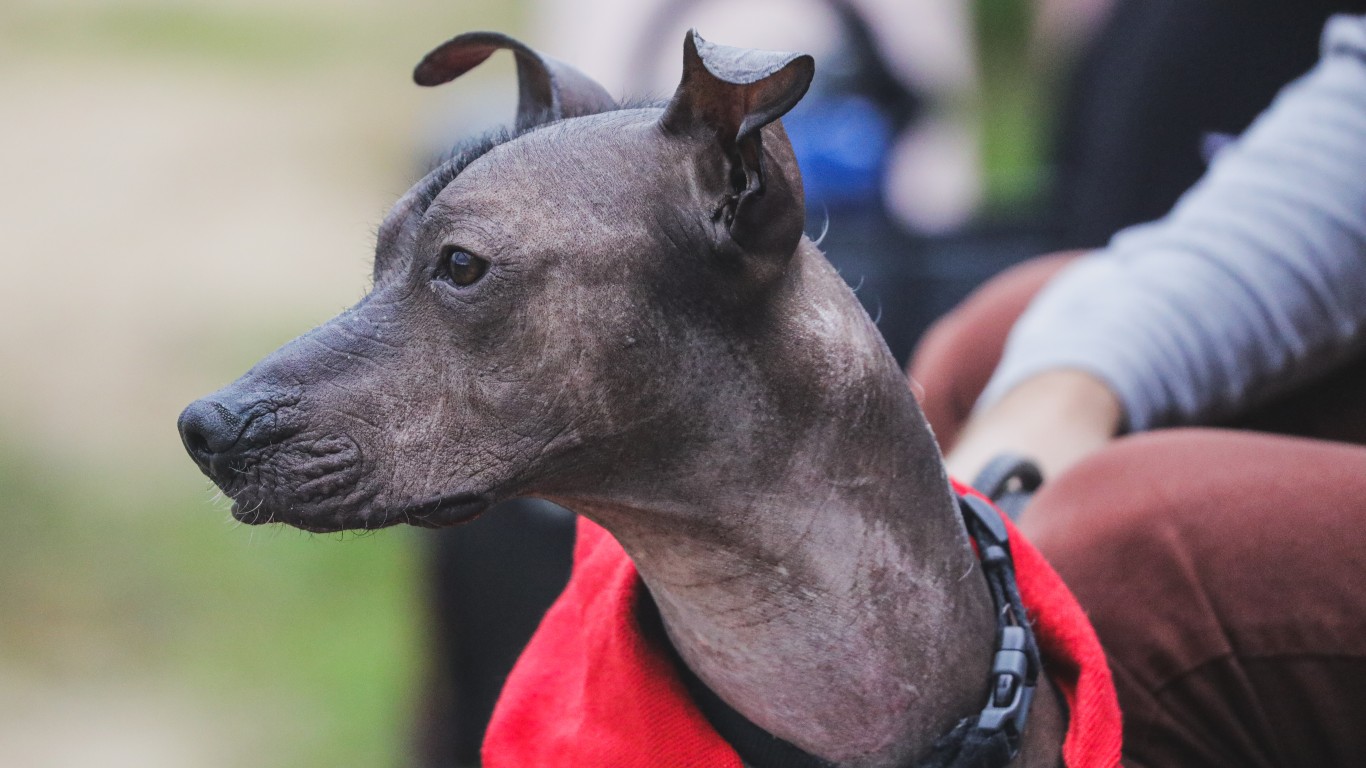 狗狗16种过敏原,16种狗品种