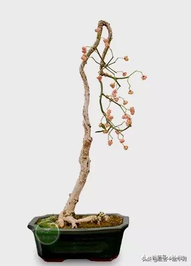 盆景跌价,盆景跌枝怎么解决